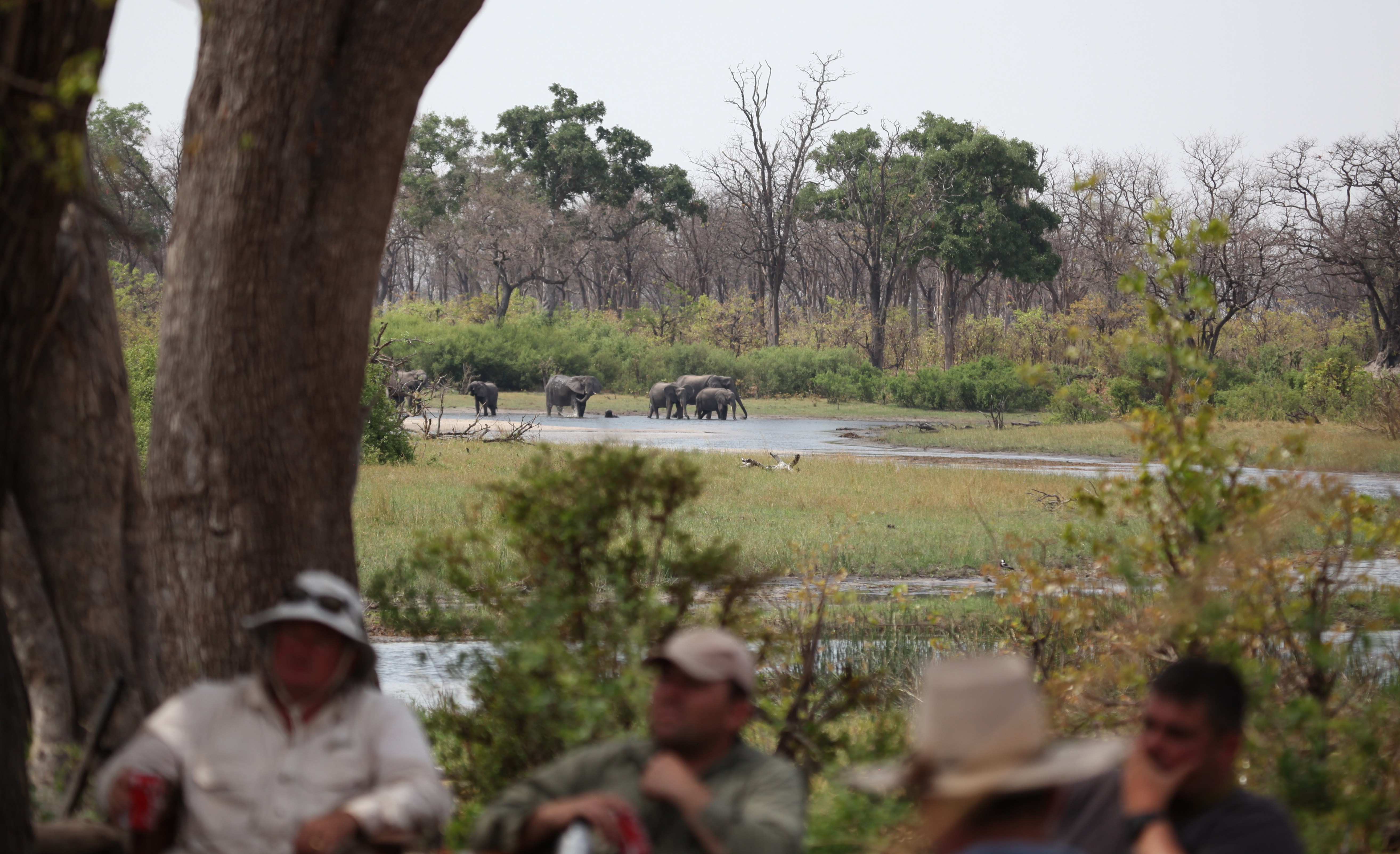 Selinda Explorers Camp Photos