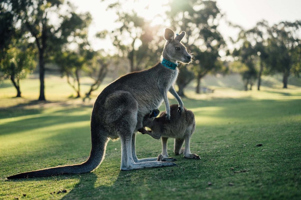 What’s Inside a Kangaroo Pouch? Get to Know Everything Here! | We Want