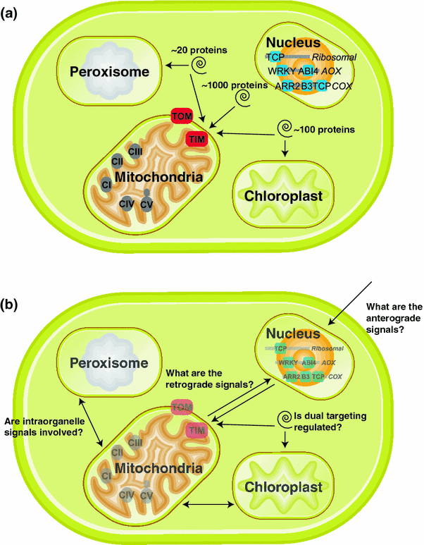 Why Do Plants Have Mitochondria? We Want Science