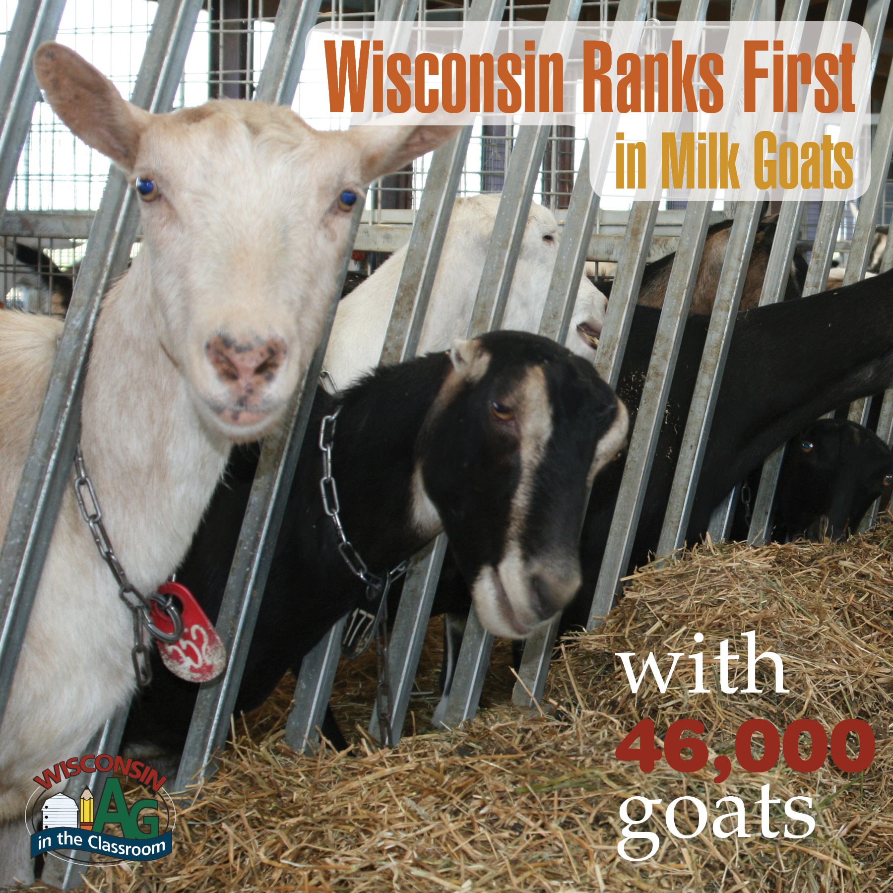 Dairy Goat Fact Wisconsin Farm Bureau Federation