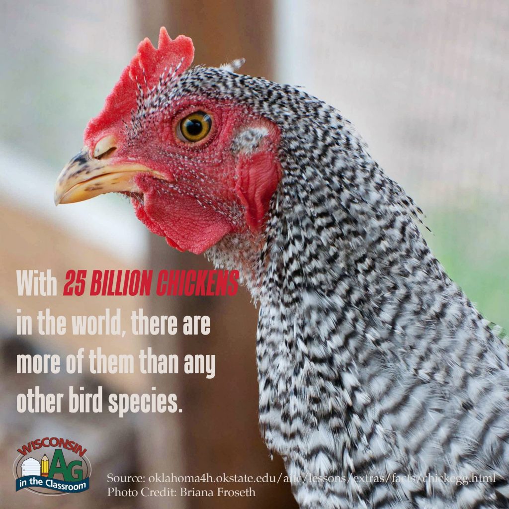 Poultry Facts2 Wisconsin Farm Bureau Federation