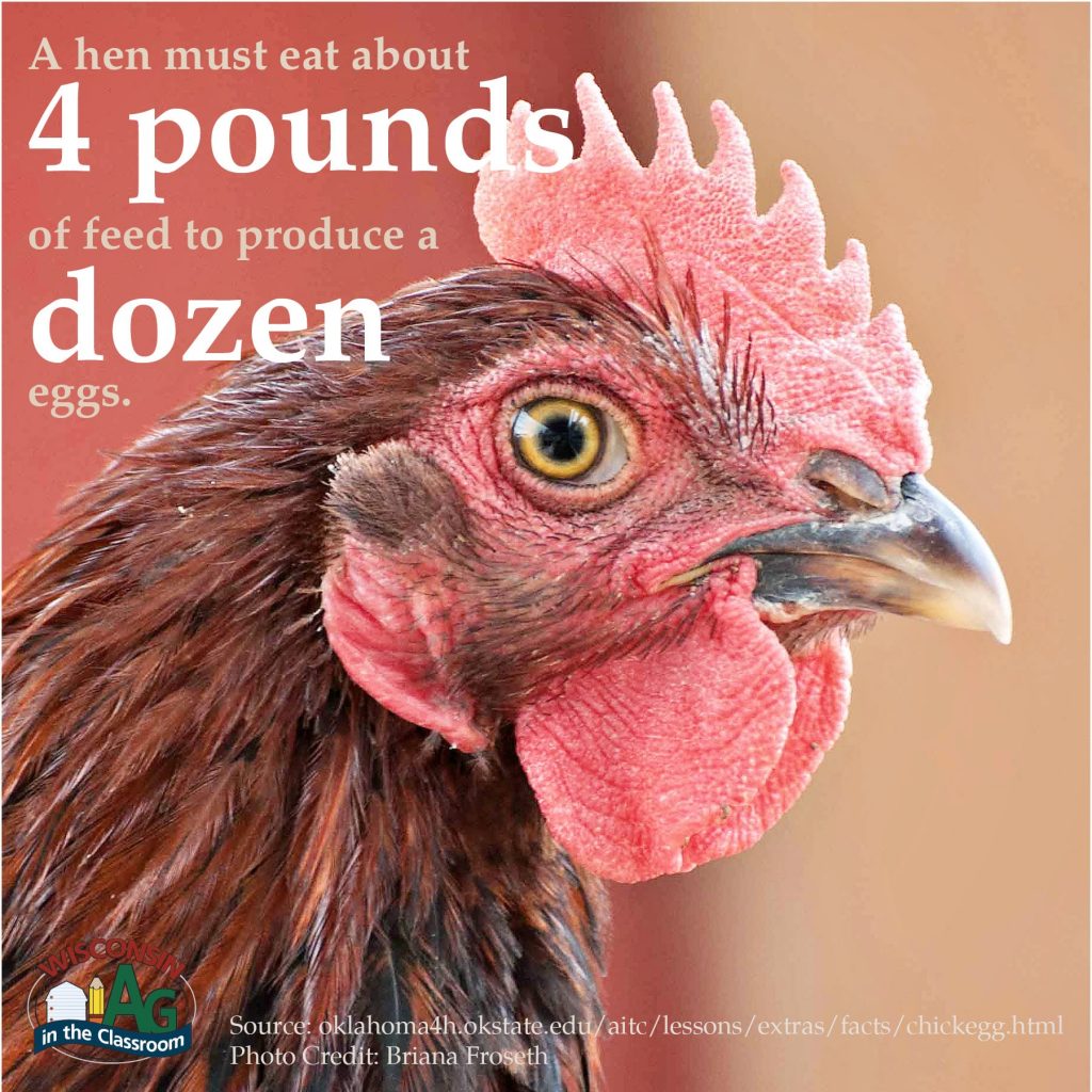 Poultry Facts4 Wisconsin Farm Bureau Federation