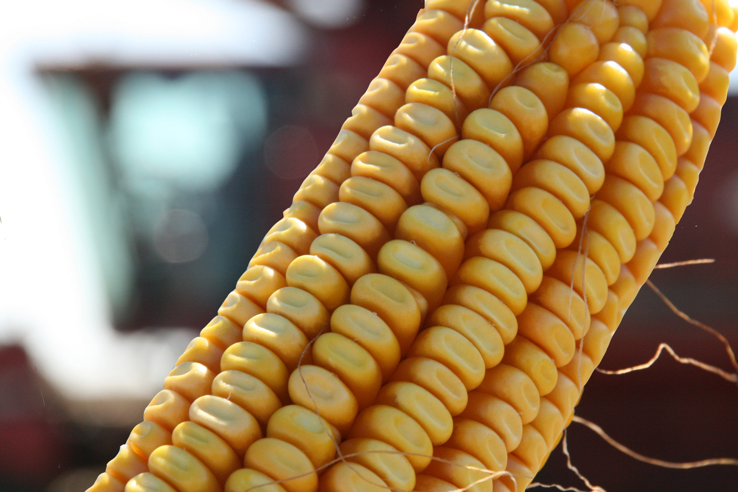 Corn cob close_RGB Wisconsin Farm Bureau Federation