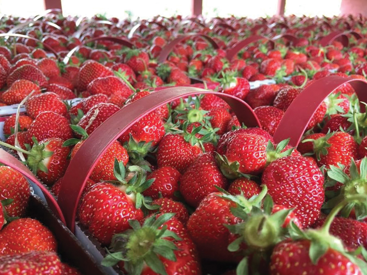 Strawberries56 Wisconsin Farm Bureau Federation