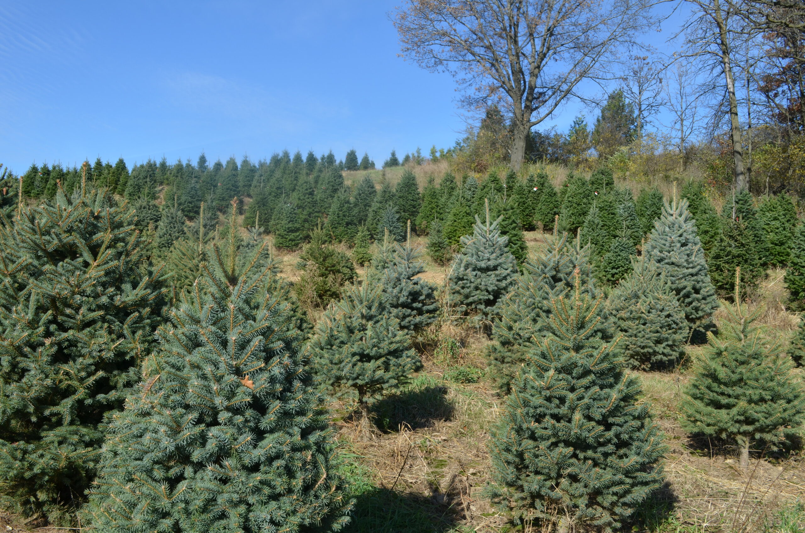 Christmas Tree Growers Prepared to Provide a Positive Buying Experience