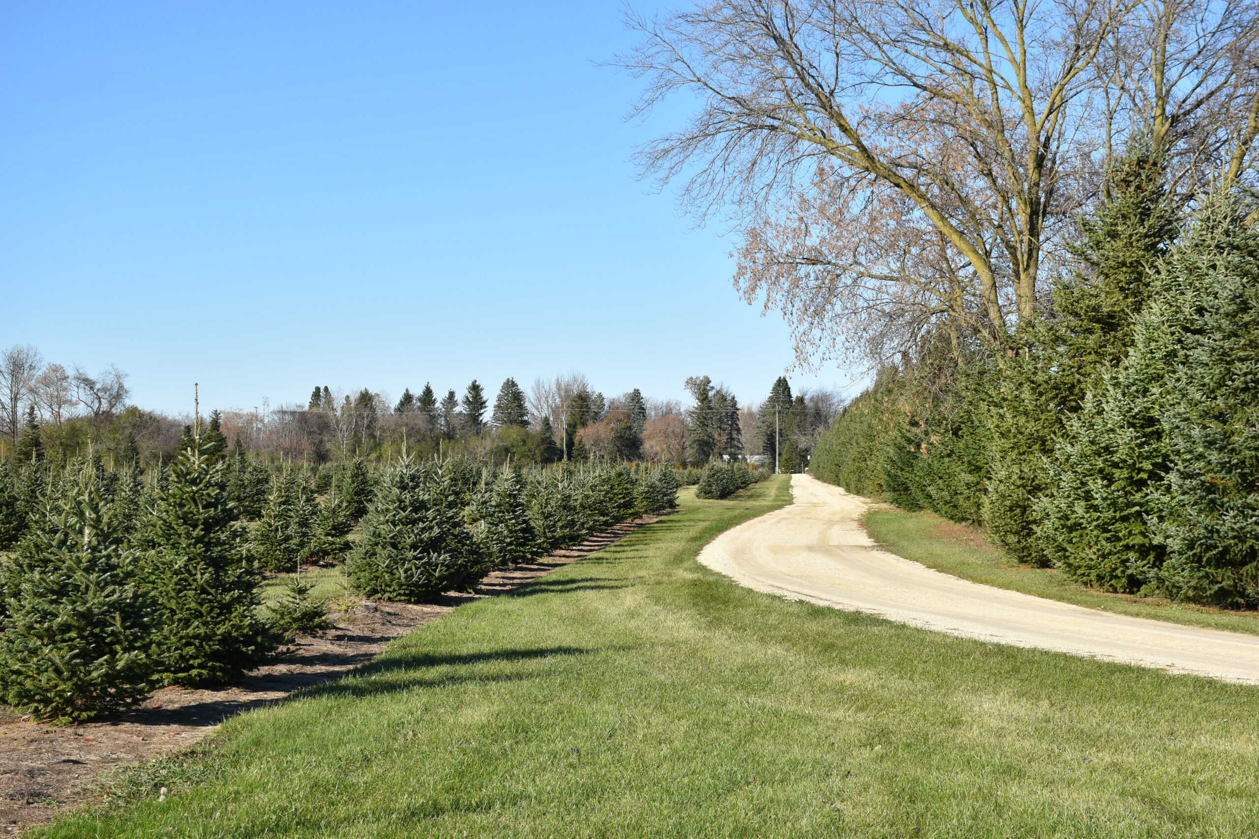 Wisconsin Christmas Tree Growers Continue to Thrive Despite Challenges