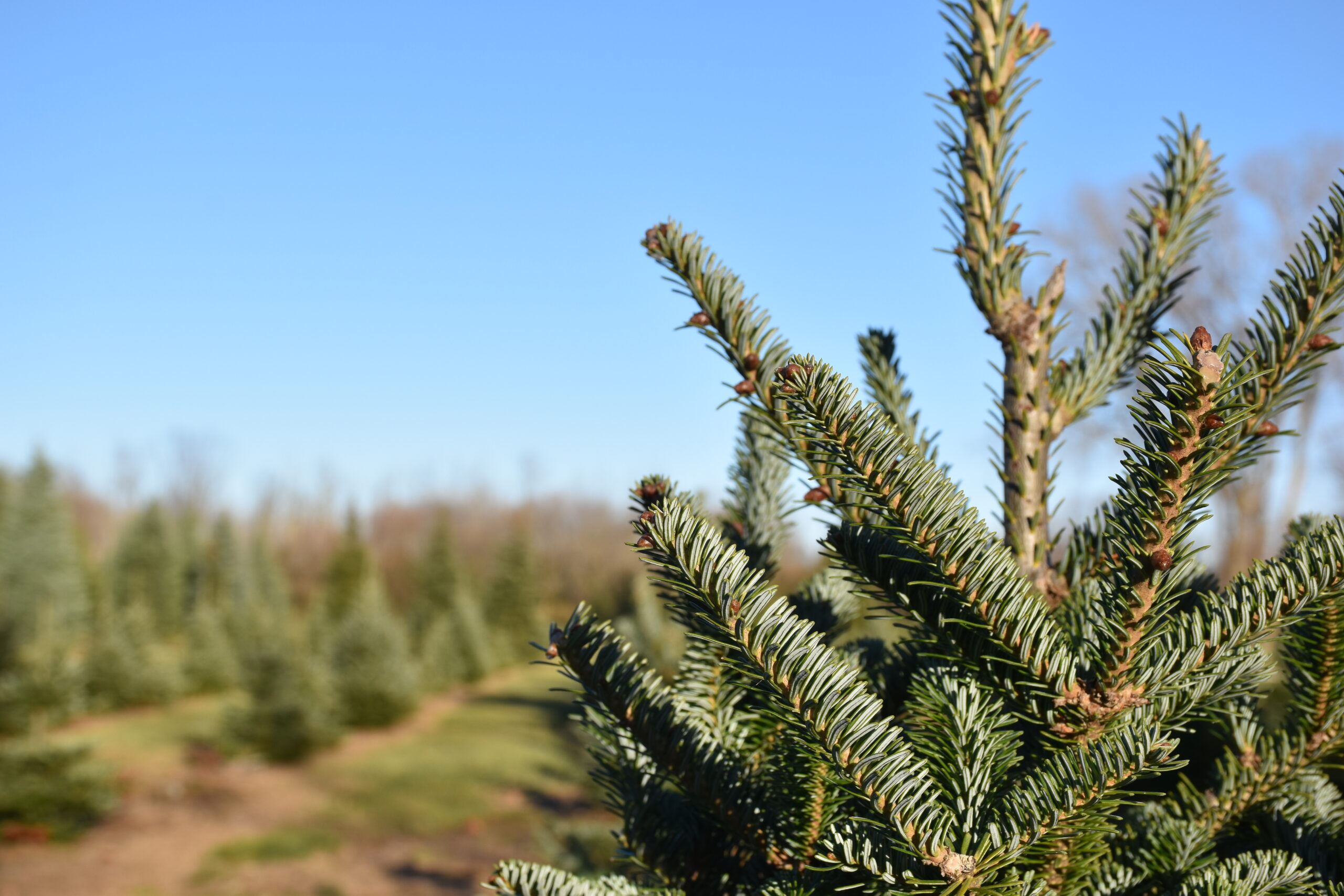 Wisconsin Christmas Tree Growers Continue to Thrive Despite Challenges