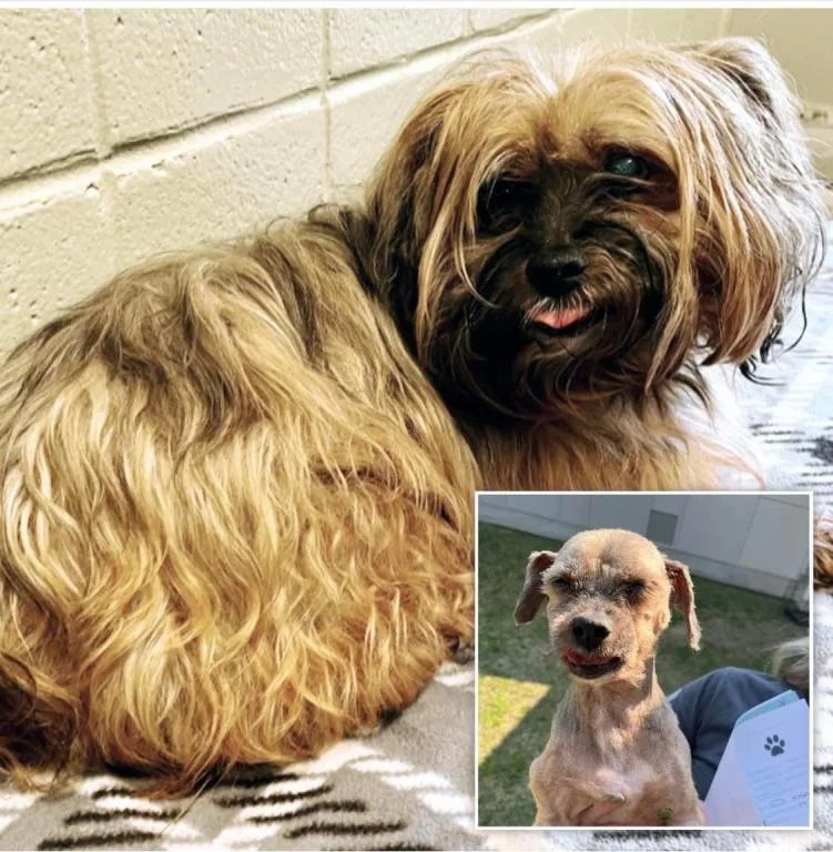 Seymour Is Waiting At The Aiken County Animal Shelter