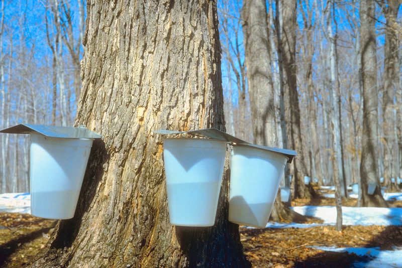 Warmer Maine winters bring earlier maple syrup production Newsradio WGAN