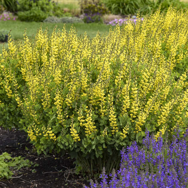 Baptisia 'American Goldfinch' PP30478 Perennial Resource