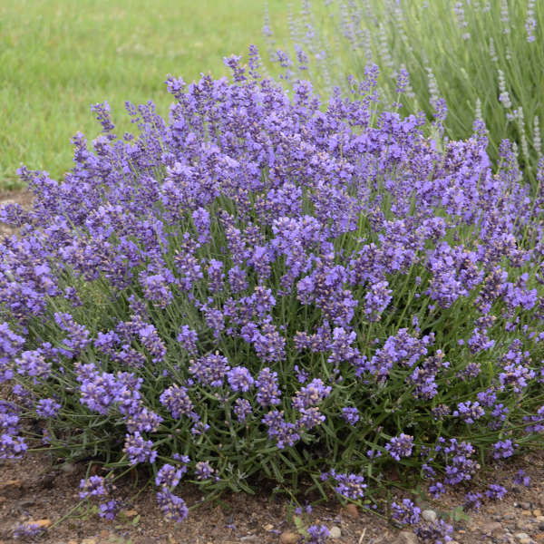 Lavandula angustifolia 'Essence Purple' Perennial Resource