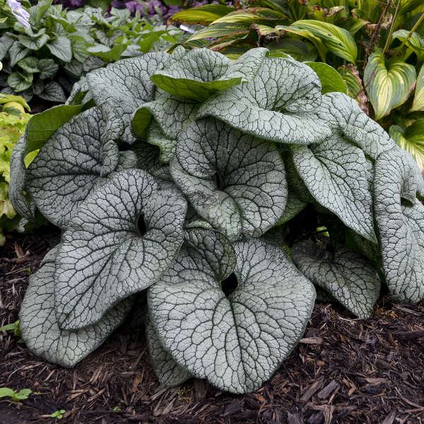 Brunnera macrophylla 'Queen of Hearts' PP32737 CPBRAF Walters Gardens