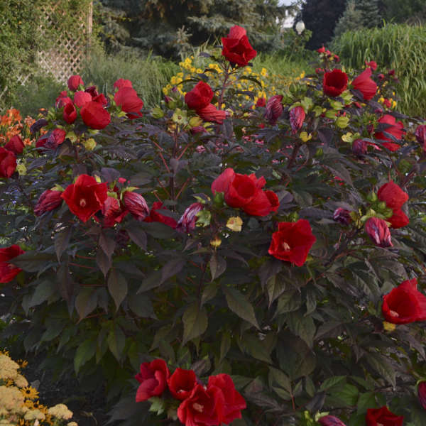 Hibiscus 'Midnight Marvel' PP24079 Perennial Resource