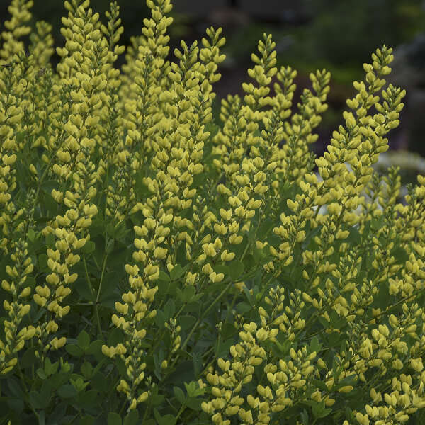 Baptisia 'American Goldfinch' PP30478 Perennial Resource