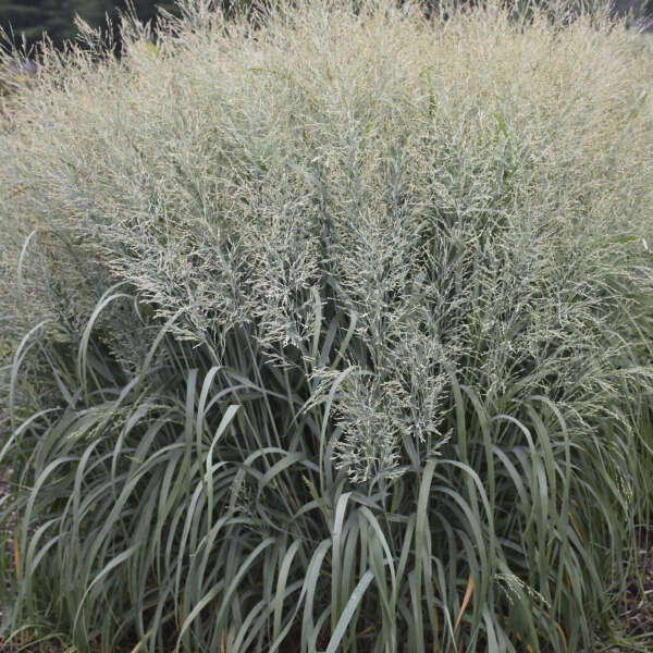 zone 6b planting schedule 2023 New Plants Announcement for 20222023 Seasons Bloomin Designs Nursery