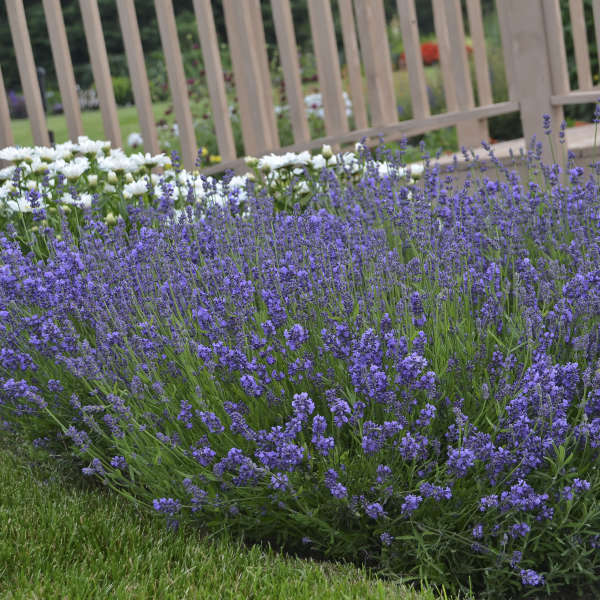 Lavandula angustifolia 'Essence Purple' Perennial Resource