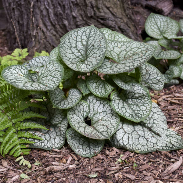 Brunnera macrophylla 'Jack of Diamonds' PP32752 CPBRAF Walters