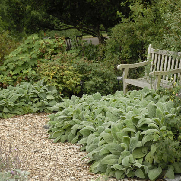 Stachys byzantina 'Helene von Stein' ('Big Ears') Perennial Resource