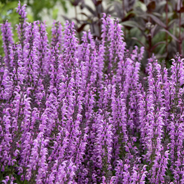 Salvia 'Back to the Fuchsia' CPBRAF PP32920 Walters Gardens, Inc.