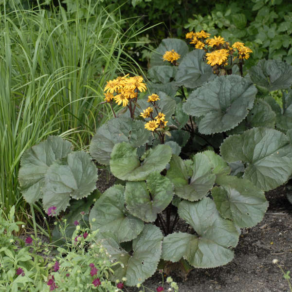 18+ ligularia britt marie crawford companion plants