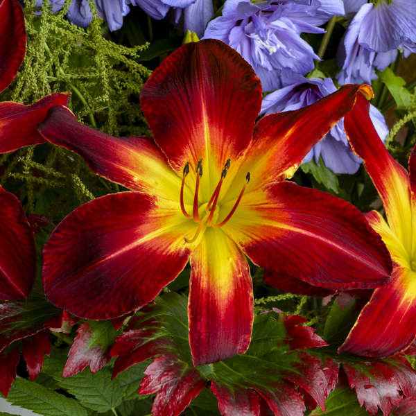 Hemerocallis 'Ruby Spider' Perennial Resource