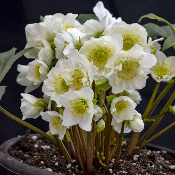 Reptans is an evergreen groundcover that can grow in the shade of large trees where grass is hard to establish. Photo Essay Perennials For Spring Perennial Resource