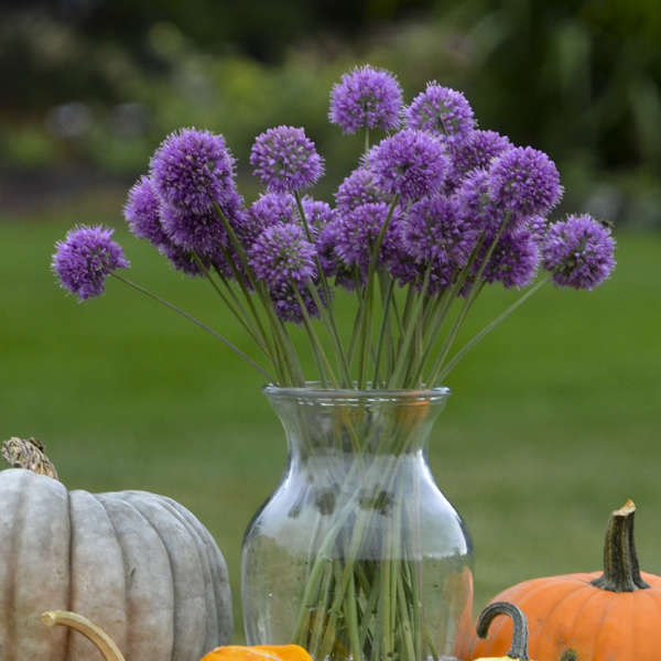 Photo Essay Essential Cutting Garden Perennials Perennial Resource