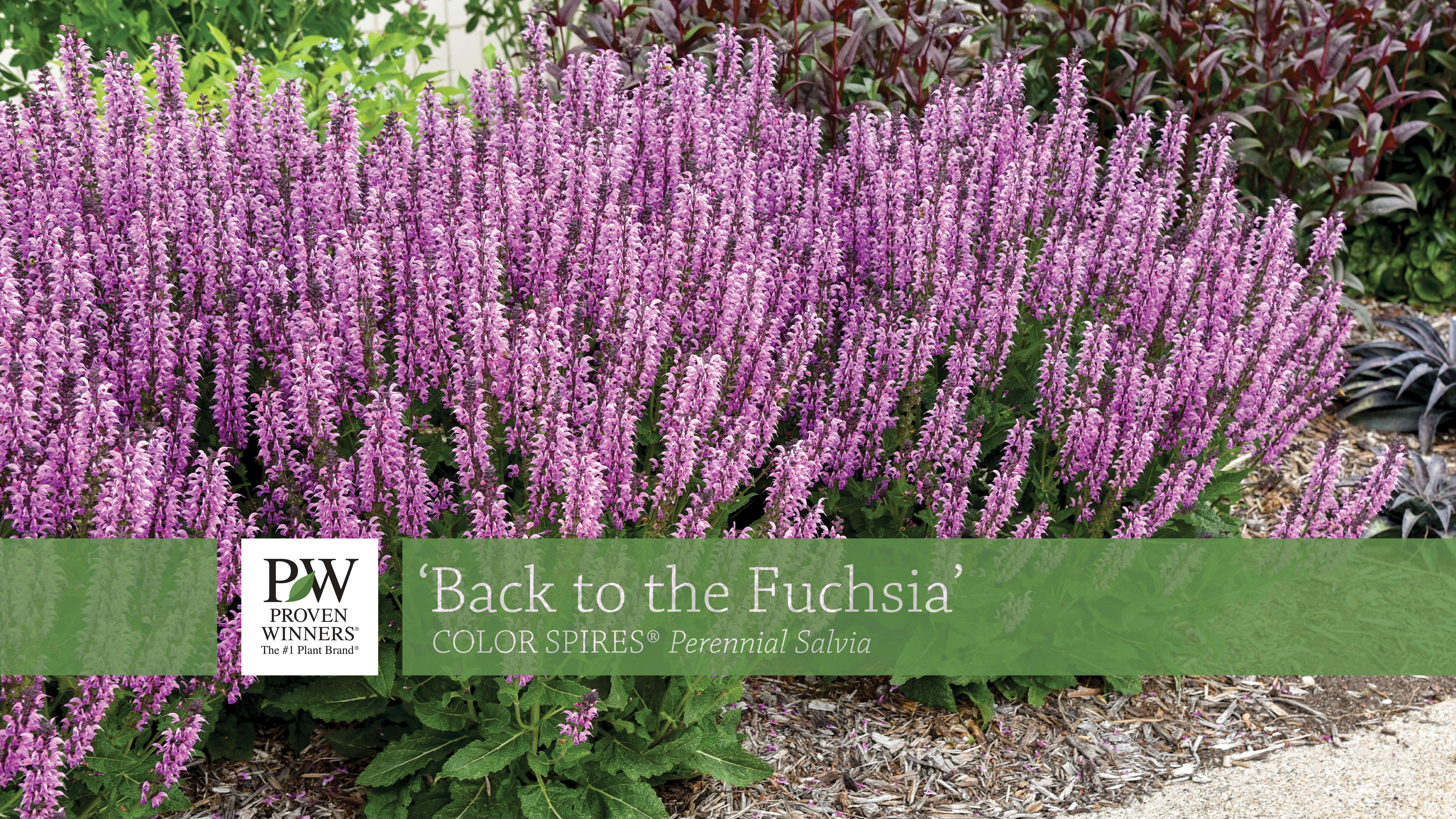 Salvia 'Back to the Fuchsia' CPBRAF PP32920 Walters Gardens, Inc.