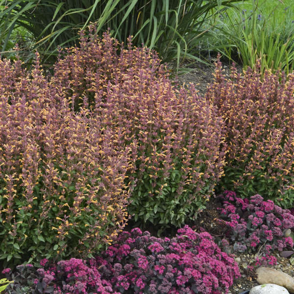 Photo Essay 8 Orange Perennials Perennial Resource