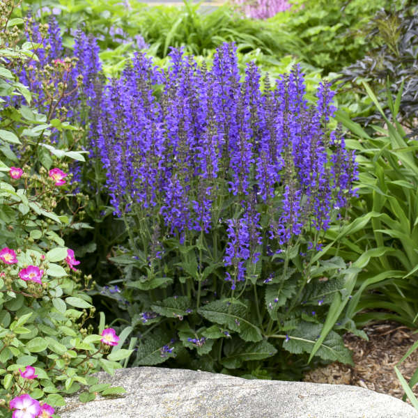 Photo Essay 10 Rabbit Resistant Proven Winners® Perennials