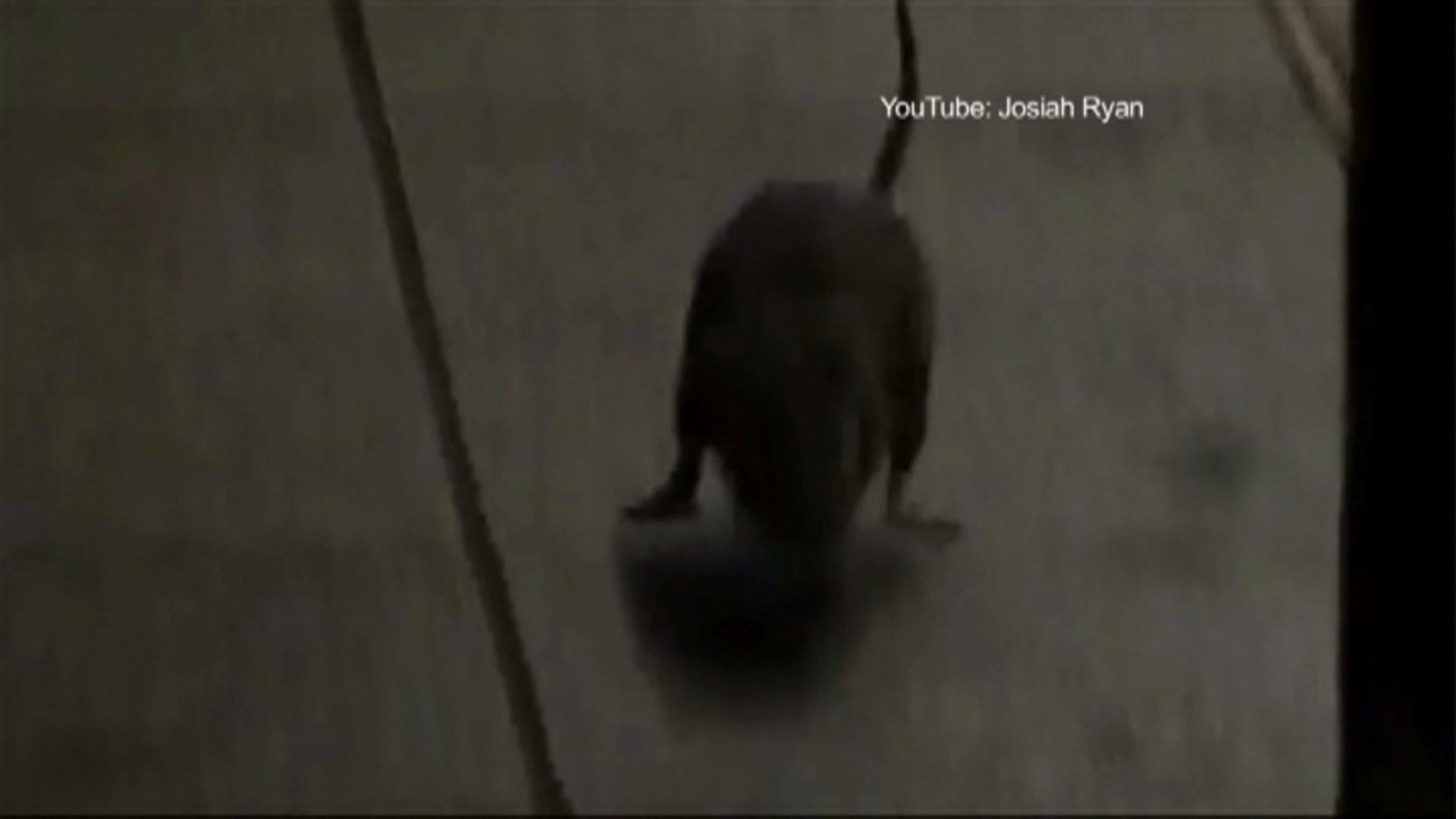 Caught on video Rat attacks man on NYC subway platform WGNTV