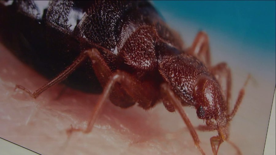 Baltimore tops list of ‘Top 50 Bed Bug Cities’ WGNTV