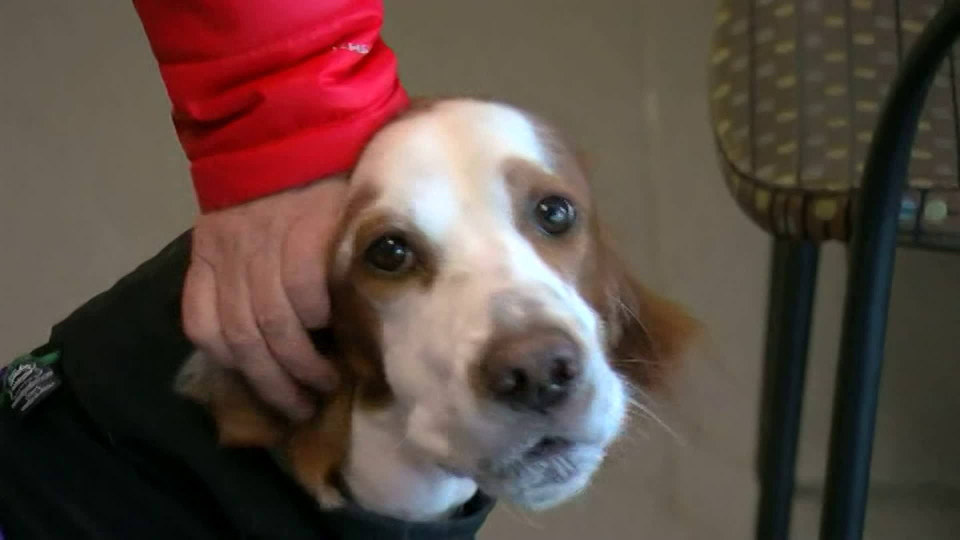 Dog’s mystery illness was stick stuck in her throat WGNTV