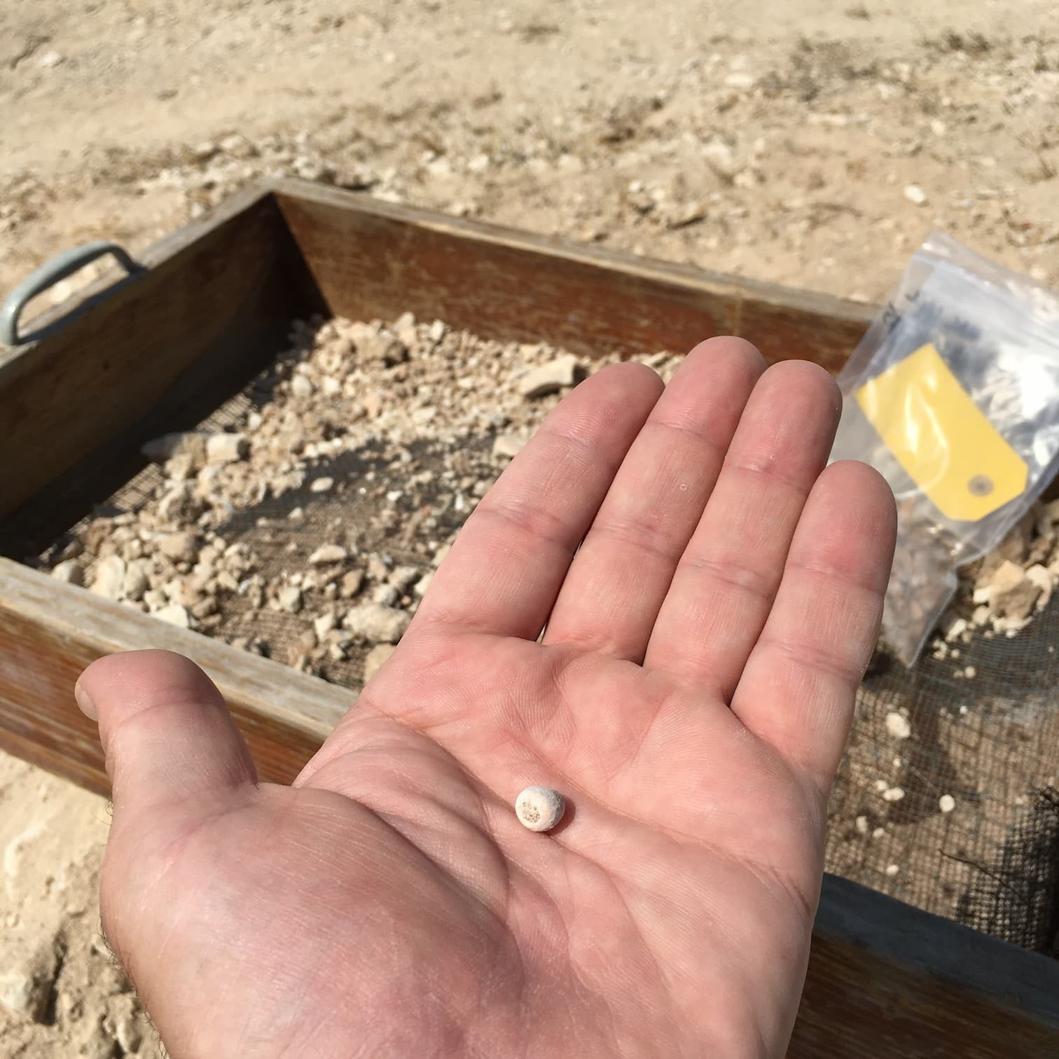Qatar’s Oldest Known Natural Pearl Bead Discovered in Ancient Grave