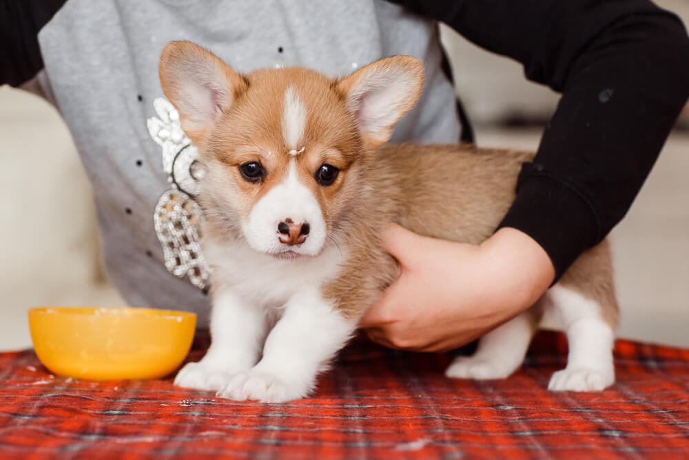 Cute Puppies For Sale In SG (August 2023 Updated)