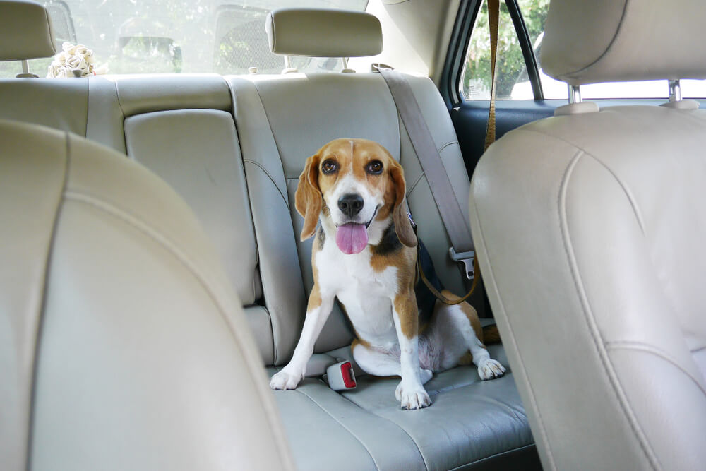 Pet Taxi Services in Singapore With Good Reviews