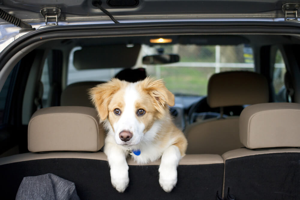 Pet Taxi Services in Singapore With Good Reviews
