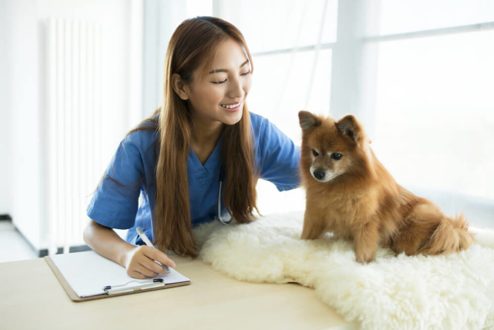 Complete List of 24Hour Vet Clinics in Singapore 2021