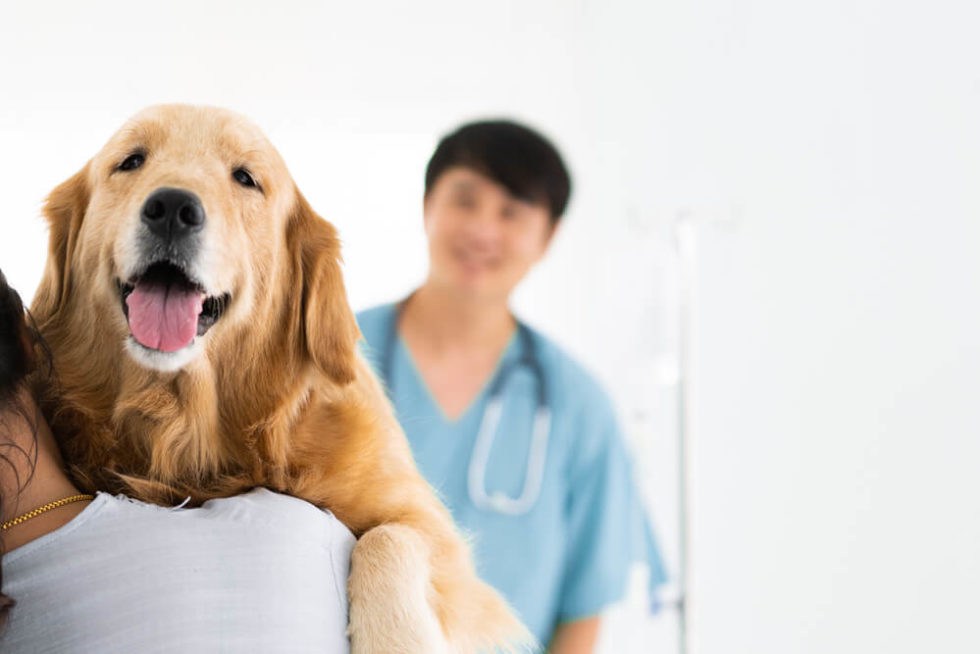 Complete List of 24Hour Vet Clinics in Singapore 2021