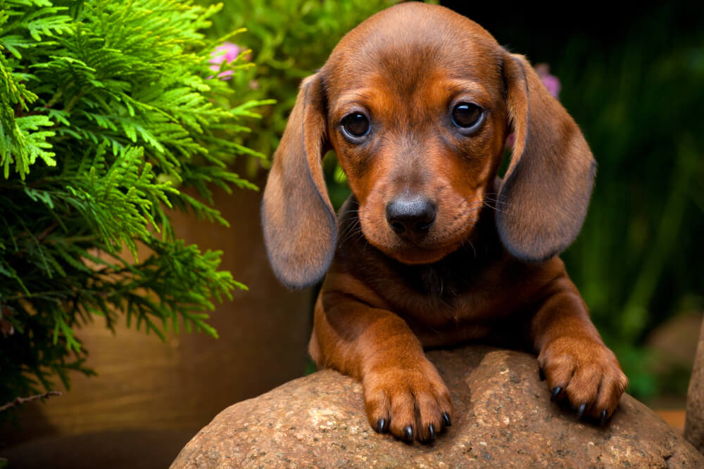 Dachshund Puppy Breed Facts All About There Personality