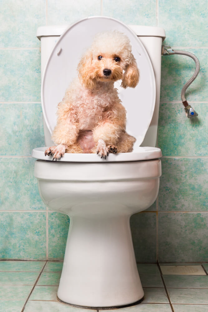 How to Potty Train a Puppy Top Tips & Advice for New Pet Parents