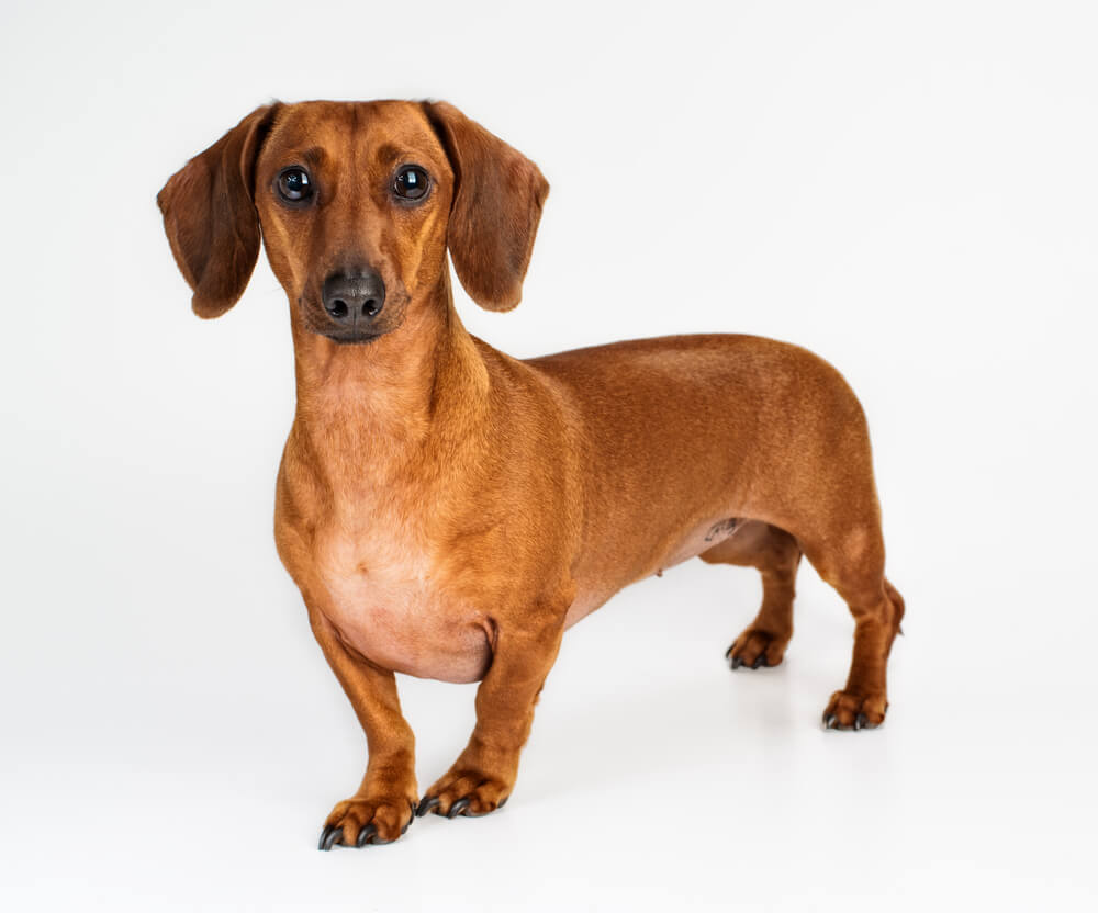 10 Things About Dachshunds Every Owner Should Know