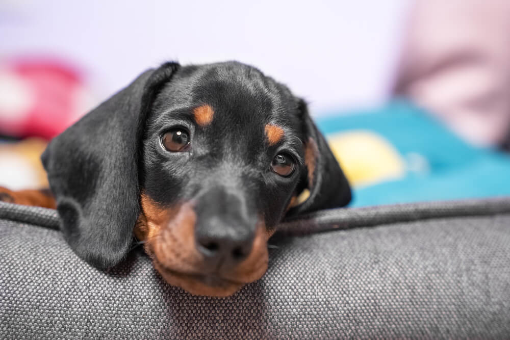 Dachshund Puppy Breed Facts, Personality, Types & Where to get one