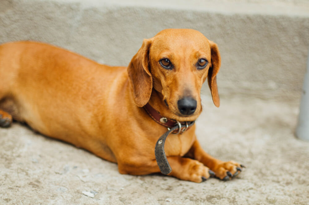 Is My Dachshund Miniature or Standard Difference Between Two Types