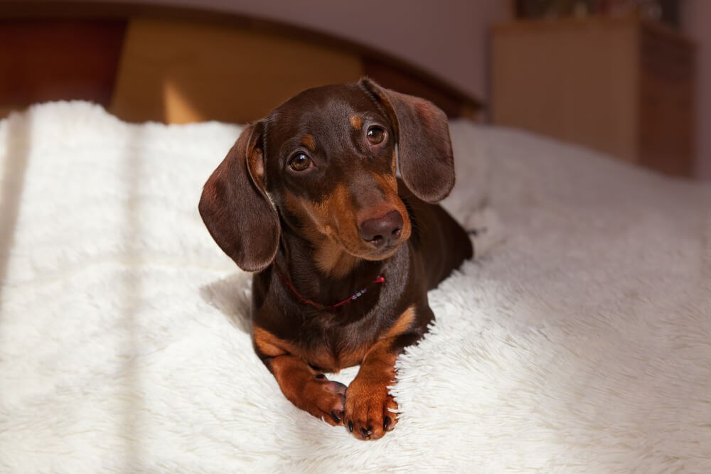 Dachshunds What's Good And Bad About Them You Want To Know