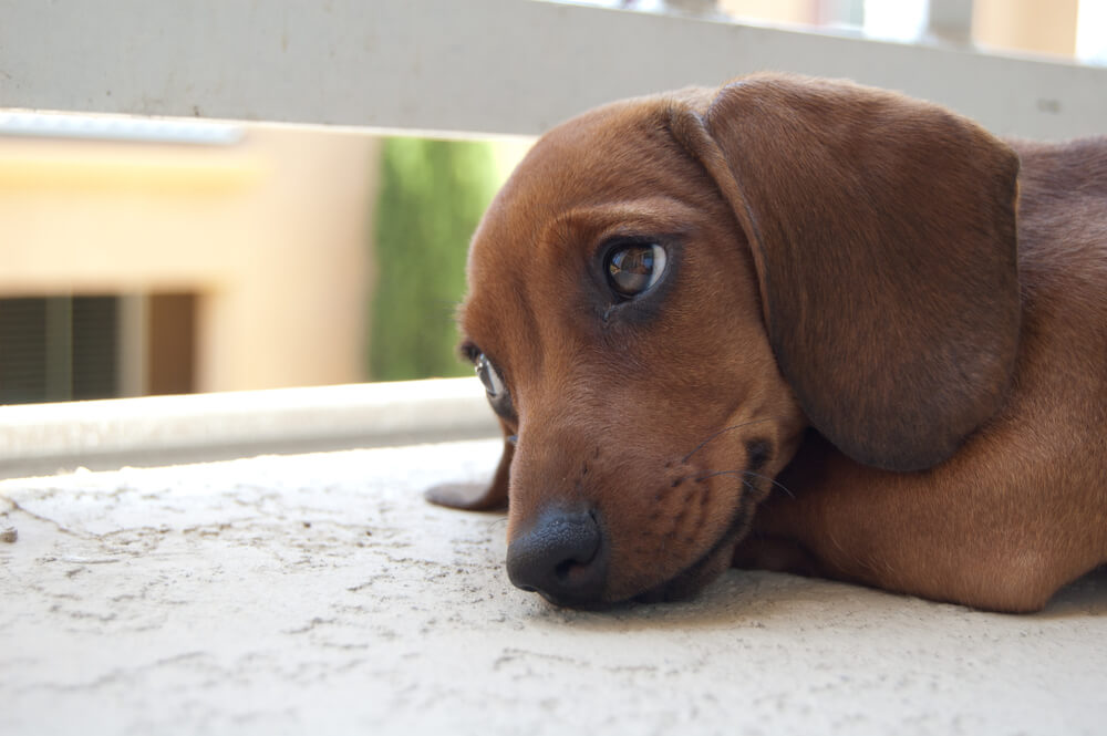 Dachshunds What's Good And Bad About Them You Want To Know