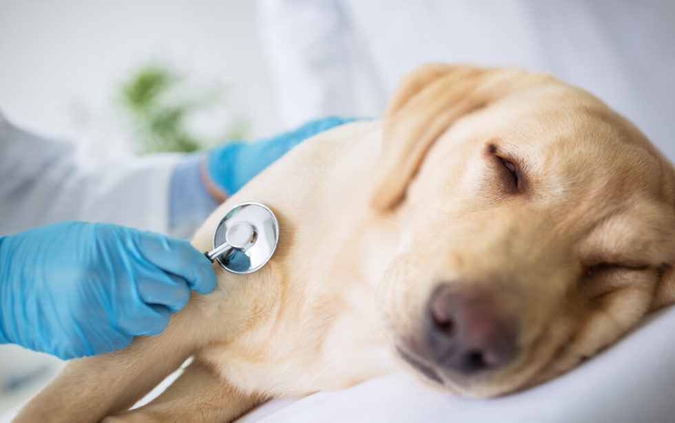 How to Tell If Your Dog Has a Cold? What to Do About It?