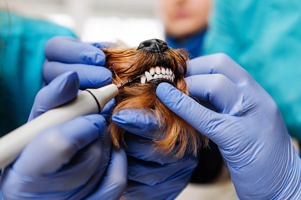 Dog Dental Cleaning What You Should Know?