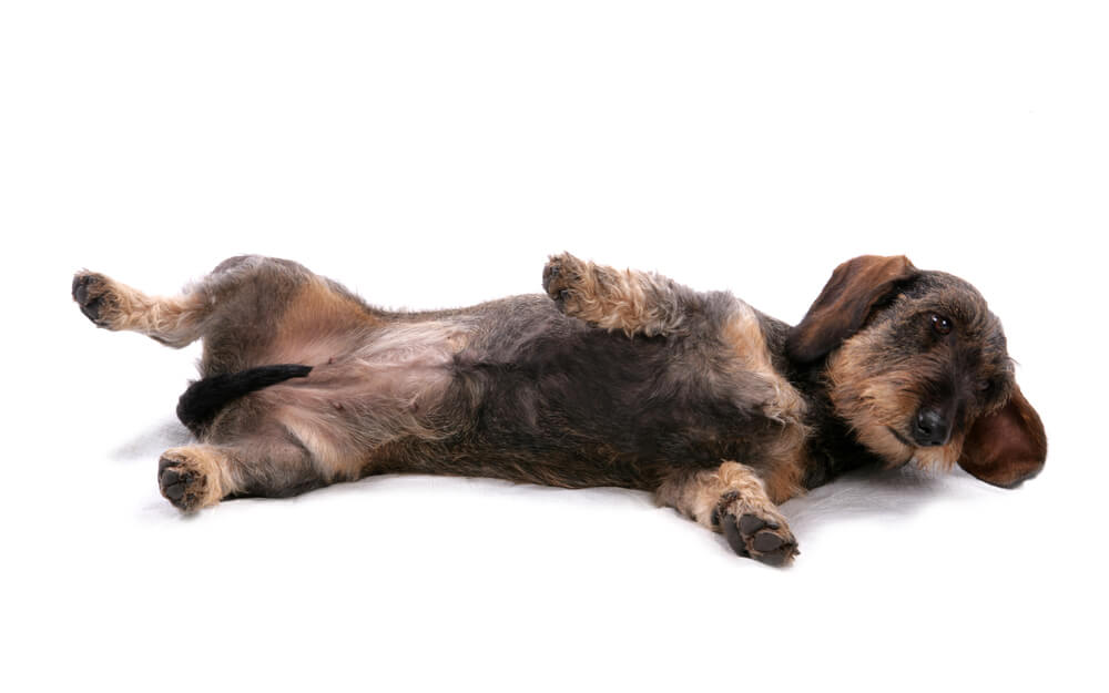 What Does It Mean If Your Dog Keeps Farting