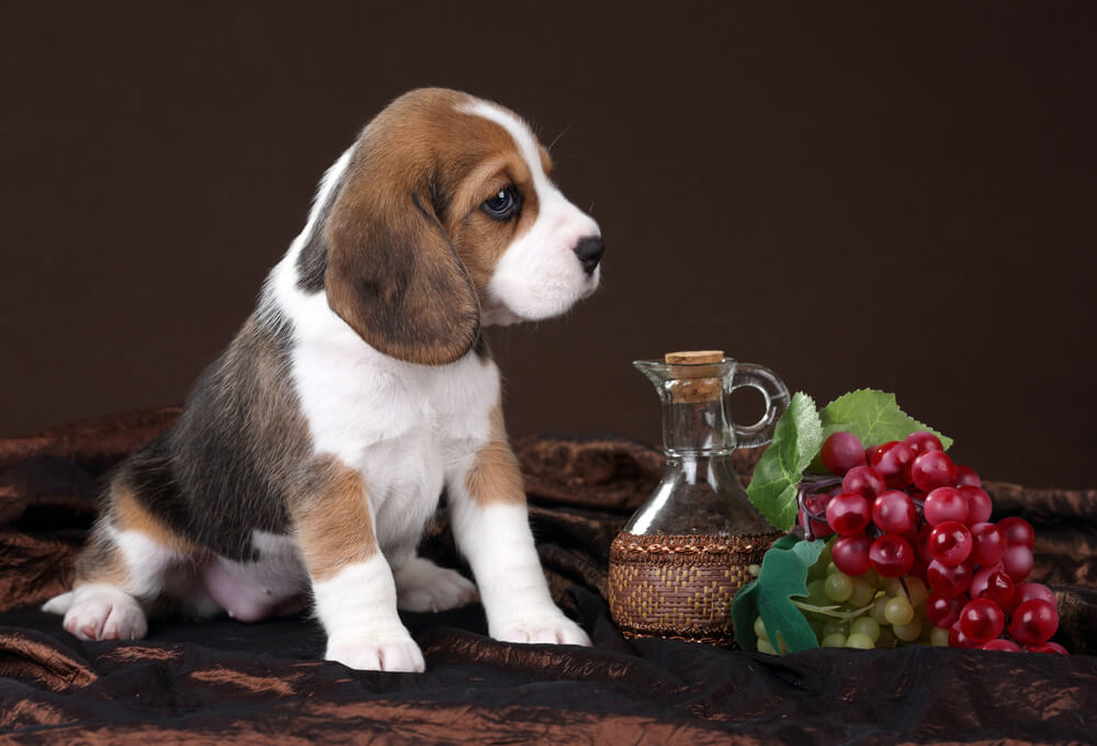 What Happens If My Dog Eats Concord Grapes